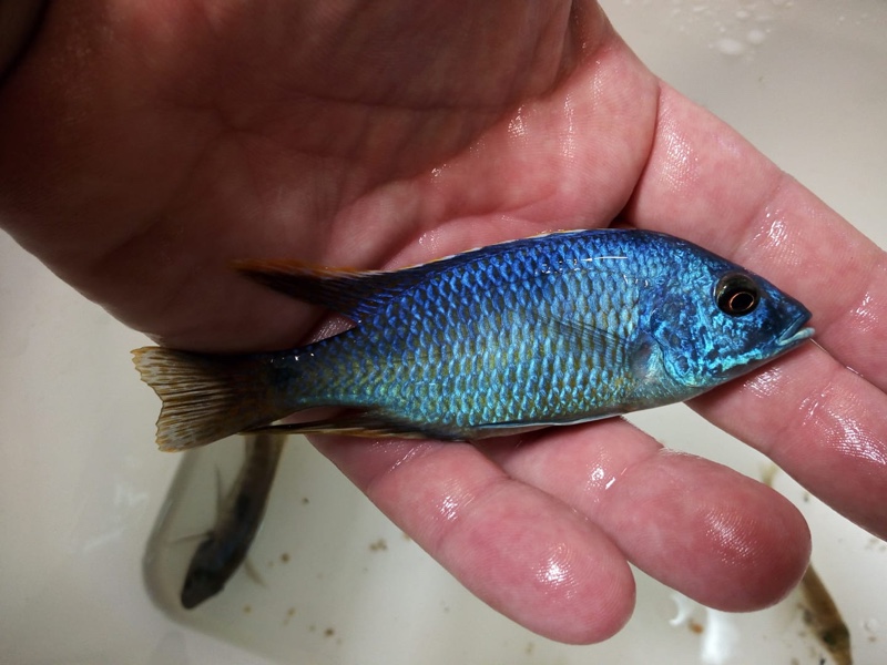 Hemitilapia oxyrhynchus